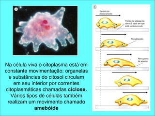 Na célula viva o citoplasma está em constante movimentação: organelas e substâncias do citosol circulam em seu interior por correntes citoplasmáticas chamadas  ciclose. Vários tipos de células também realizam um movimento chamado  amebóide 