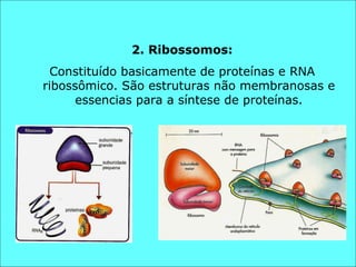 2. Ribossomos: Constituído basicamente de proteínas e RNA ribossômico. São estruturas não membranosas e essencias para a síntese de proteínas. 