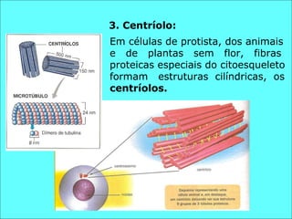 3. Centríolo: Em células de protista, dos animais e  de  plantas  sem  flor,  fibras proteicas especiais do citoesqueleto formam  estruturas  cilíndricas,  os  centríolos. 