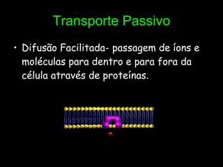 Transporte Passivo Difusão Facilitada- passagem de íons e moléculas para dentro e para fora da célula através de proteínas . 