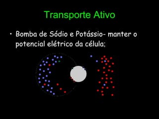 Transporte Ativo Bomba de Sódio e Potássio- manter o potencial elétrico da célula ;  