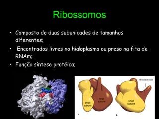 Ribossomos Composto de duas subunidades de tamanhos diferentes; Encontrados livres no hialoplasma ou preso na fita de RNAm; Função síntese protéica; 