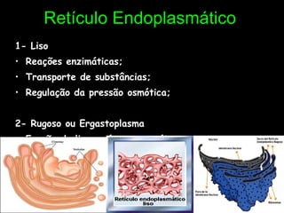 Retículo Endoplasmático   1- Liso  Reações enzimáticas; Transporte de substâncias; Regulação da pressão osmótica; 2- Rugoso ou Ergastoplasma Função do liso + síntese protéica 