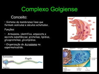 Complexo Golgiense Conceito: Sistema de membranas lisas que formam vesículas e sáculos achatados . Funções:  Armazena, identifica, empacota e secreta substâncias: proteínas, lipídios, glicoproteínas, glicolipídios. Organização do  Acrossomo  no espermatozóide. 