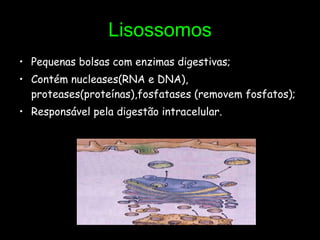 Lisossomos Pequenas bolsas com enzimas digestivas; Contém nucleases(RNA e DNA), proteases(proteínas),fosfatases (removem fosfatos); Responsável pela digestão intracelular. 