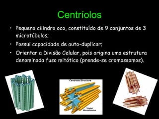 Centríolos Pequeno cilindro oco, constituído de 9 conjuntos de 3 microtúbulos; Possui capacidade de auto-duplicar; Orientar a Divisão Celular, pois origina uma estrutura denominada fuso mitótico (prende-se cromossomos). 