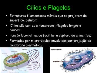 Cílios e Flagelos Estruturas filamentosas móveis que se projetam da superfície celular; Cílios são curtos e numerosos, flagelos longos e poucos; Função locomotiva, ou facilitar a captura de alimentos; Formados por microtúbulos envolvidos por projeção da membrana plasmática; 