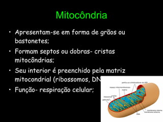 Mitocôndria Apresentam-se em forma de grãos ou bastonetes; Formam septos ou dobras- cristas mitocôndrias; Seu interior é preenchido pela matriz mitocondrial (ribossomos, DNA e RNA); Função- respiração celular; 