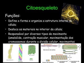 Citoesqueleto Funções: Define a forma e organiza a estrutura interna da célula; Desloca os materiais no interior da célula; Responsável por diversos tipos de movimento (amebóide, contração muscular, movimentação dos cromossomos durante a divisão celular, movimentos dos cílios e flagelos). 