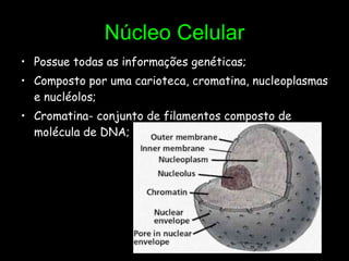 Núcleo Celular Possue todas as informações genéticas; Composto por uma carioteca, cromatina, nucleoplasmas e nucléolos; Cromatina- conjunto de filamentos composto de molécula de DNA;  