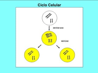 Ciclo Celular 