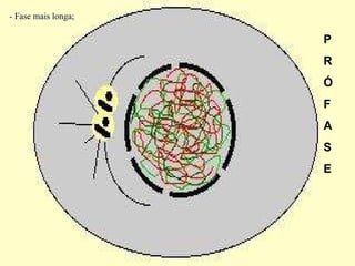 - Fase mais longa; P R Ó F A  S E 