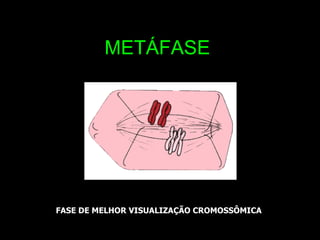METÁFASE FASE DE MELHOR VISUALIZAÇÃO CROMOSSÔMICA 