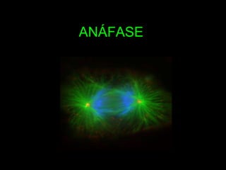 ANÁFASE 