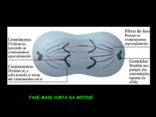 FASE MAIS CURTA DA MITOSE 
