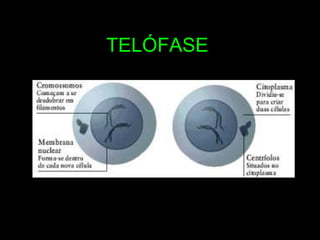 TELÓFASE 