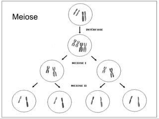 Meiose  