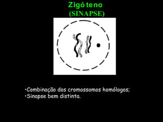 Zigóteno  (SINAPSE) Combinação dos cromossomos homólogos; Sinapse bem distinta. 