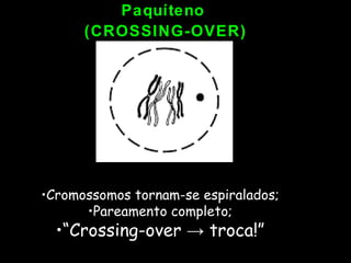 Paquíteno  (CROSSING-OVER) Cromossomos tornam-se espiralados; Pareamento completo; “ Crossing-over -> troca!” 