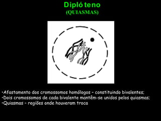 Diplóteno (QUIASMAS) Afastamento dos cromossomos homólogos – constituindo bivalentes; Dois cromossomos de cada bivalente mantêm-se unidos pelos quiasmas; Quiasmas – regiões onde houveram troca 