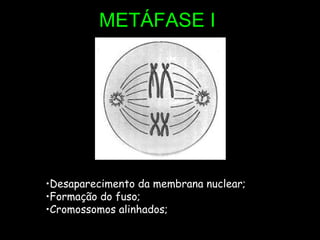 METÁFASE I Desaparecimento da membrana nuclear; Formação do fuso; Cromossomos alinhados; 
