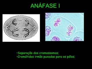 ANÁFASE I Separação dos cromossomos; Cromátides irmãs puxadas para os pólos; 