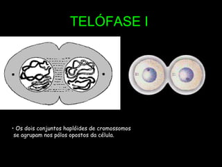 TELÓFASE I Os dois conjuntos haplóides de cromossomos  se agrupam nos pólos opostos da célula. 