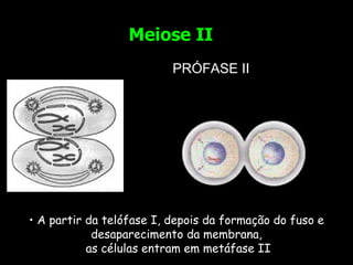 PRÓFASE II A partir da telófase I, depois da formação do fuso e desaparecimento da membrana, as células entram em metáfase II Meiose II 