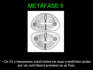 METÁFASE II Os 23 cromossomos subdivididos em duas cromátides unidas por um centrômero prendem-se ao fuso. 