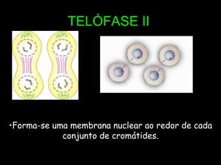 TELÓFASE II Forma-se uma membrana nuclear ao redor de cada conjunto de cromátides. 