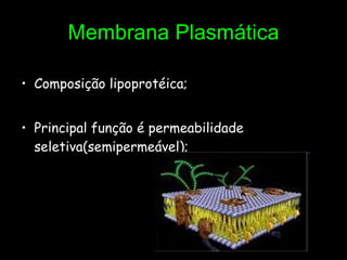 Membrana Plasmática Composição lipoprotéica; Principal função é permeabilidade seletiva(semipermeável); 