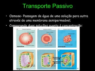 Transporte Passivo Osmose- Passagem de água de uma solução para outra através de uma membrana semipermeável; Comparando duas soluções quanto à concentração: 