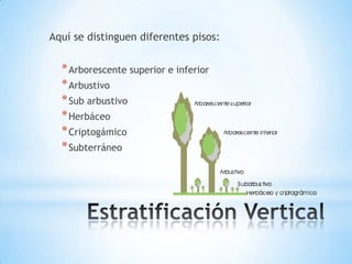 Aquí se distinguen diferentes pisos:


  * Arborescente superior e inferior
  * Arbustivo
  * Sub arbustivo
  * Herbáceo
  * Criptogámico
  * Subterráneo
 
