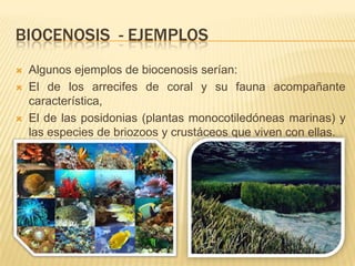 BIOCENOSIS - EJEMPLOS
   Algunos ejemplos de biocenosis serían:
   El de los arrecifes de coral y su fauna acompañante
    característica,
   El de las posidonias (plantas monocotiledóneas marinas) y
    las especies de briozoos y crustáceos que viven con ellas.
 