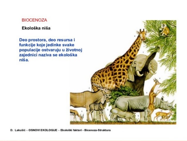 Biocenoza