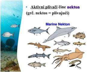 Aktivni plivači čine nektonnekton
(grč. nektos = plivajući)
 
