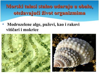 Morski talasi stalno udaraju u obalu,Morski talasi stalno udaraju u obalu,
otežavajući život organizmimaotežavajući život organizmima
Modrozelene alge, puževi, kao i rakovi
vitičari i mokrice
 