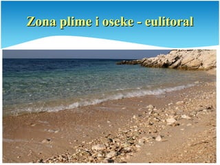 Zona plime i oseke - eulitoralZona plime i oseke - eulitoral
 