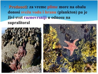 PrednostiPrednosti: za vreme plime more na obalu
donosi svežu vodu i hranu (plankton) pa je
živi svet raznovrsniji u odnosu na
supralitoral
 