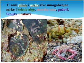 U zoni plimeplime i osekeoseke žive mnogobrojne
mrke i zelene alge, morske sase, puževi,
školjke i rakovi
 