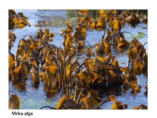 Mrka alga
 