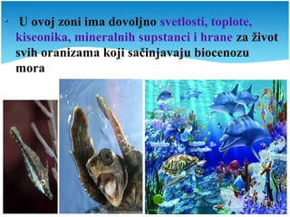 U ovoj zoni ima dovoljno svetlosti, toplote,
kiseonika, mineralnih supstanci i hrane za život
svih oranizama koji sačinjavaju biocenozu
mora
 