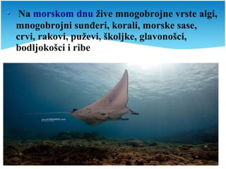 Na morskom dnu žive mnogobrojne vrste algi,
mnogobrojni sunđeri, korali, morske sase,
crvi, rakovi, puževi, školjke, glavonošci,
bodljokošci i ribe
 
