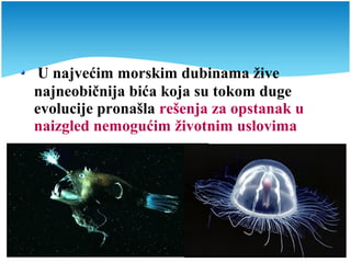 U najvećim morskim dubinama žive
najneobičnija bića koja su tokom duge
evolucije pronašla rešenja za opstanak u
naizgled nemogućim životnim uslovima
 