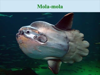 Mola-mola
 