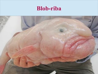 Blob-riba
 