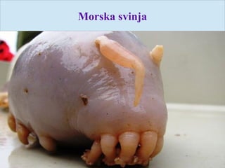 Morska svinja
 