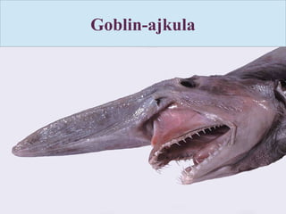 Goblin-ajkula
 