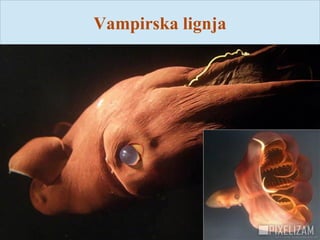 Vampirska lignja
 
