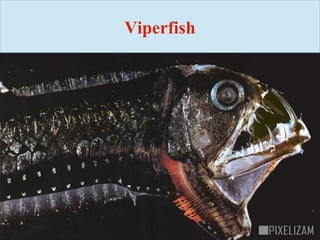 Viperfish
 